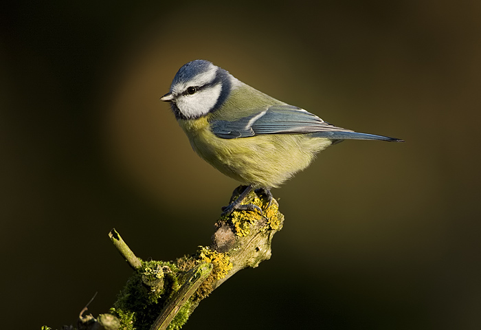pimpel in het zonnetje.jpg